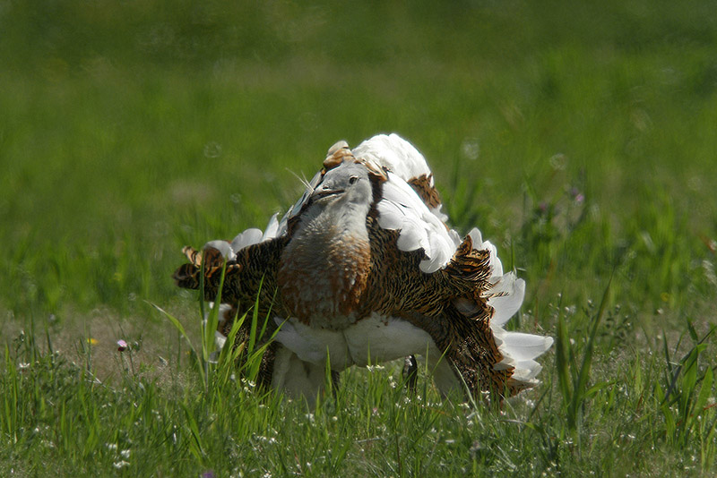 Otarda in Digiscoping